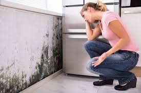 Environmental Consulting for Mold Prevention in Laurel, MD